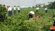 Citizen6, Surabaya: Sementara itu Perwira Pelaksana  (Palaksa) Denmako Kobangdikal, Mayor Marinir Muhammad Jais yang memimpin jalannya pembersihan eceng gondok mengatakan bahwa pembersihan ini akan  terus dilakukan.  (Pengirim: Penkobangdikal)