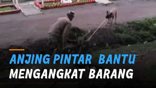 Seekor anjing membantu seorang pria mengangkat barang mengundang perhatian netizen.