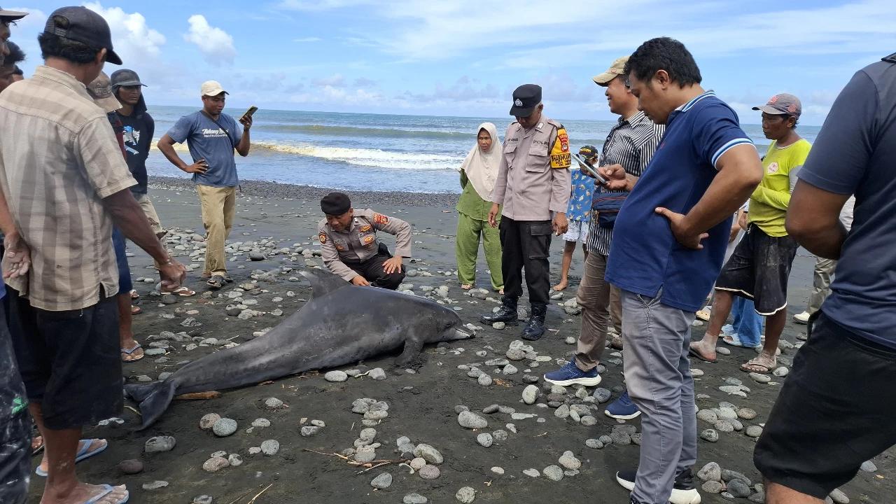 Seekor Lumba-lumba Hidung Botol Terdampar Tak Bernyawa di Pantai Jembrana