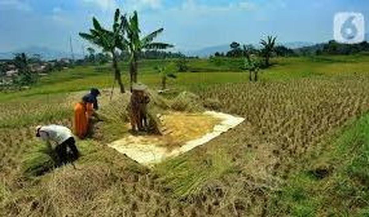 Jadi Petani Dadakan