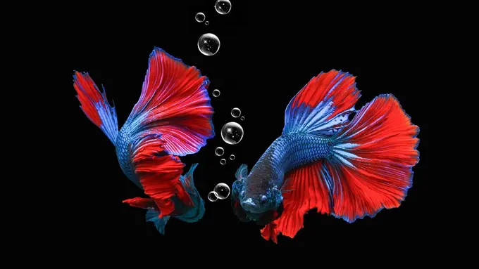 Ilustrasi mimpi, ikan cupang