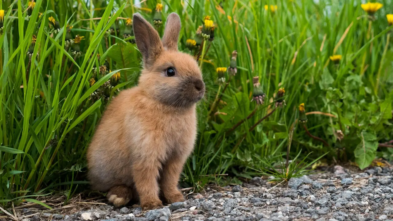 Rabbit
