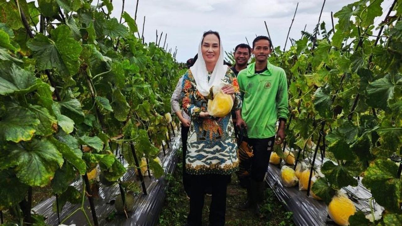 Pemkab Natuna Siapkan Langkah Strategis, Petani Melon Lokal Akan Pasok Kebutuhan SPPG untuk Program MBG