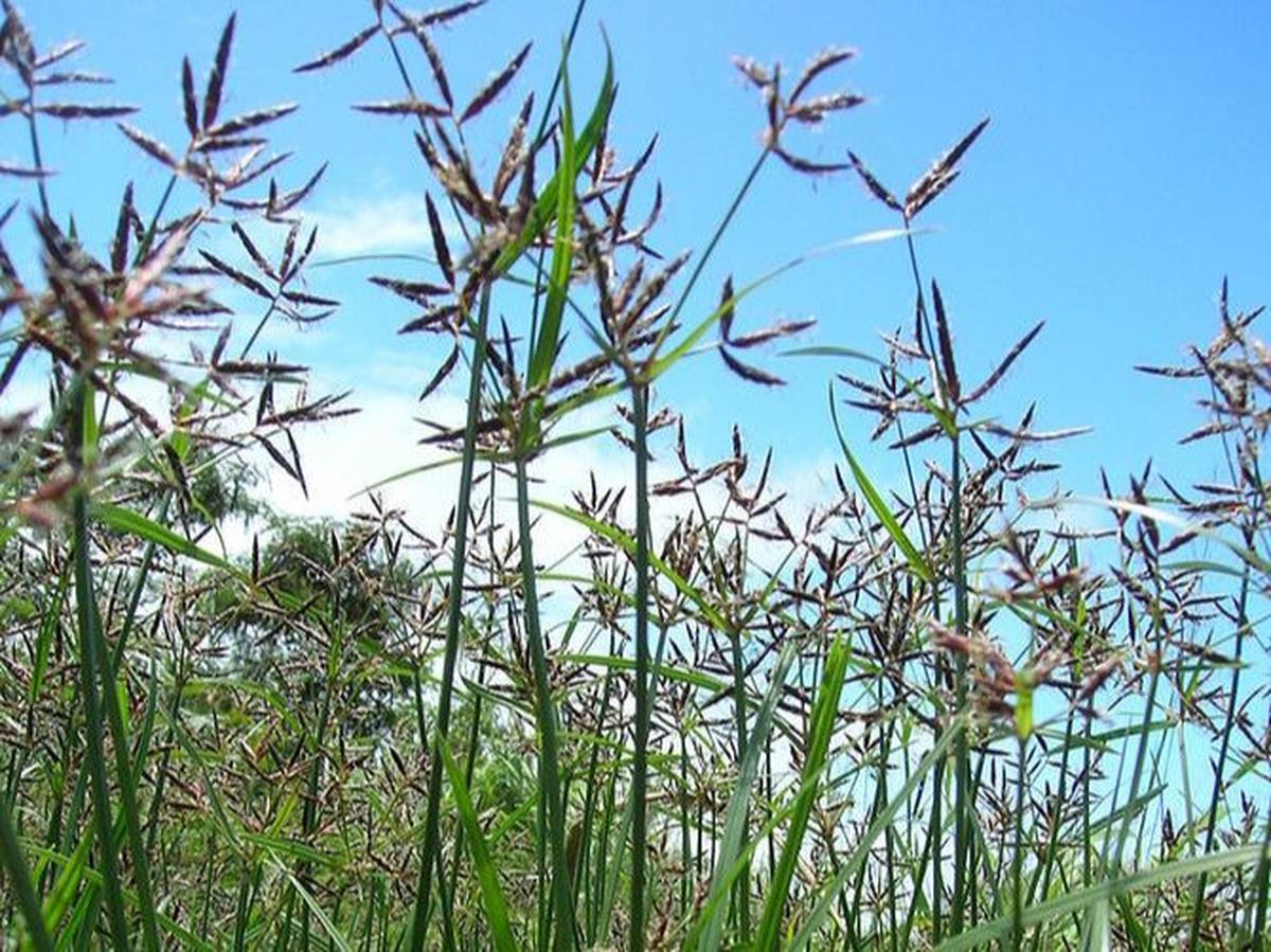 9. Rumput Teki