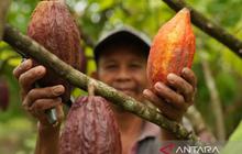 Kemendag: Harga Kakao Naik Drastis Akibat Cuaca Buruk dan El Nino