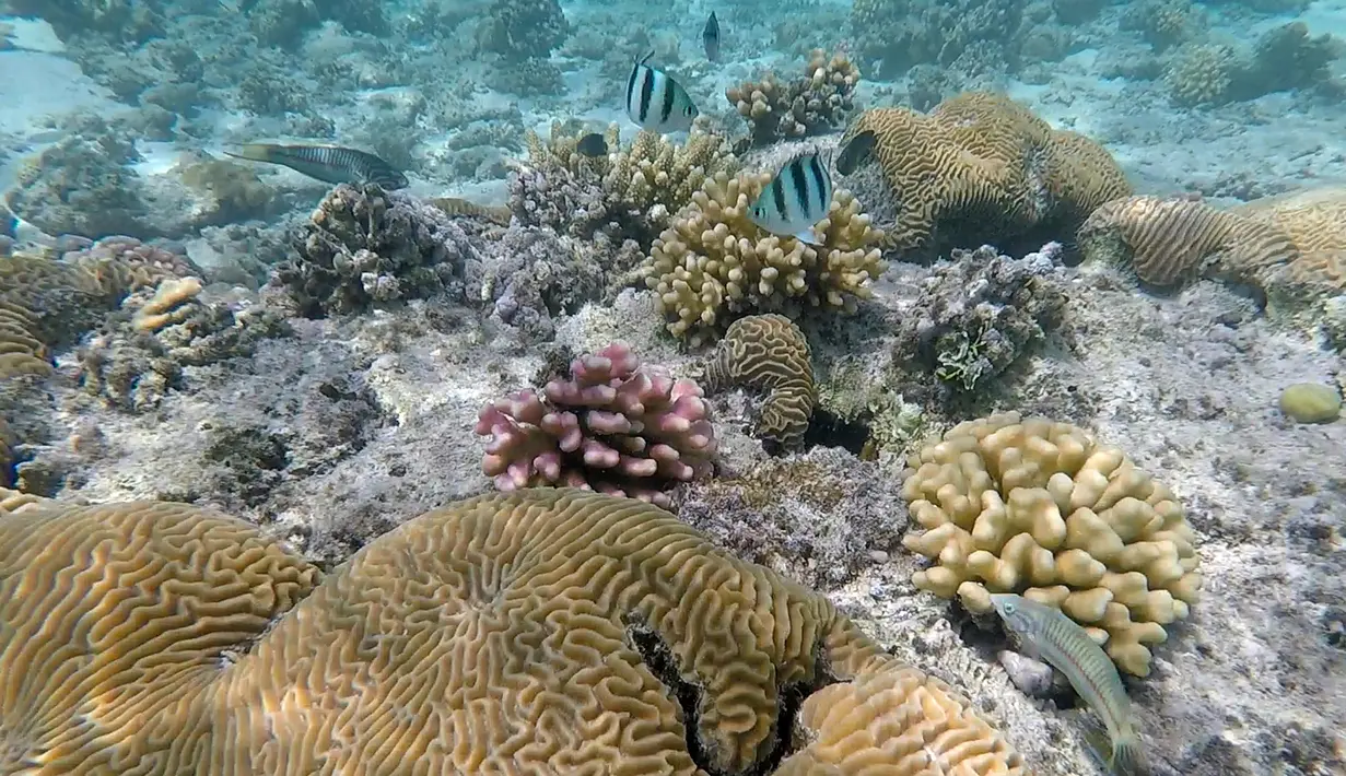 Ikan berenang di sekitar karang dekat pulau berpasir di Laut Merah, dekat King Abdullah Economic City, Arab Saudi, Rabu (7/3). Saudi memiliki garis pantai terpanjang di negara mana pun sepanjang Laut Merah. (Nouf Alosaimi via AP)
