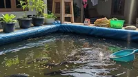 Budidaya Ikan Nila Cepat Besar di Kolam Terpal Ukuran 1x1 Meter, Panduan Panen Cuan