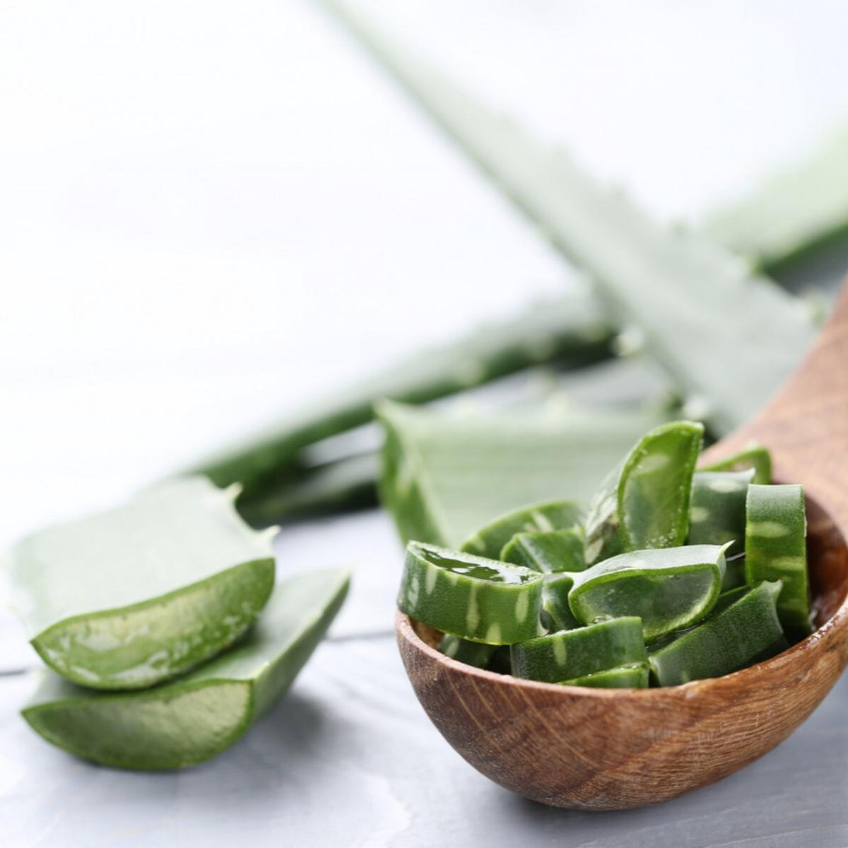 aloe vera