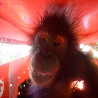 Orang Utan Bagus, Ebony, dan Roby Pulang ke Hutan Jelang HKAN 2026