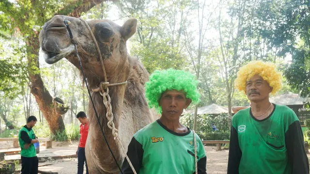 Unta Peramal Final Piala Dunia