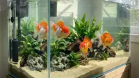Ikan Mas di Belanda Pecahkan Rekor Mengendarai Mobil Mini dalam Satu Menit
