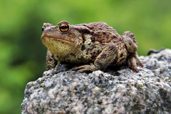 Sebagian besar masyarakat percaya katak bisa menyembuhkan penyakit kulit. Tapi medis mengatakan katak tidak sepenuhnya bisa menyembuhkan penyakit | Ilustrasi Photo: Copyright Thinkstockphotos.com