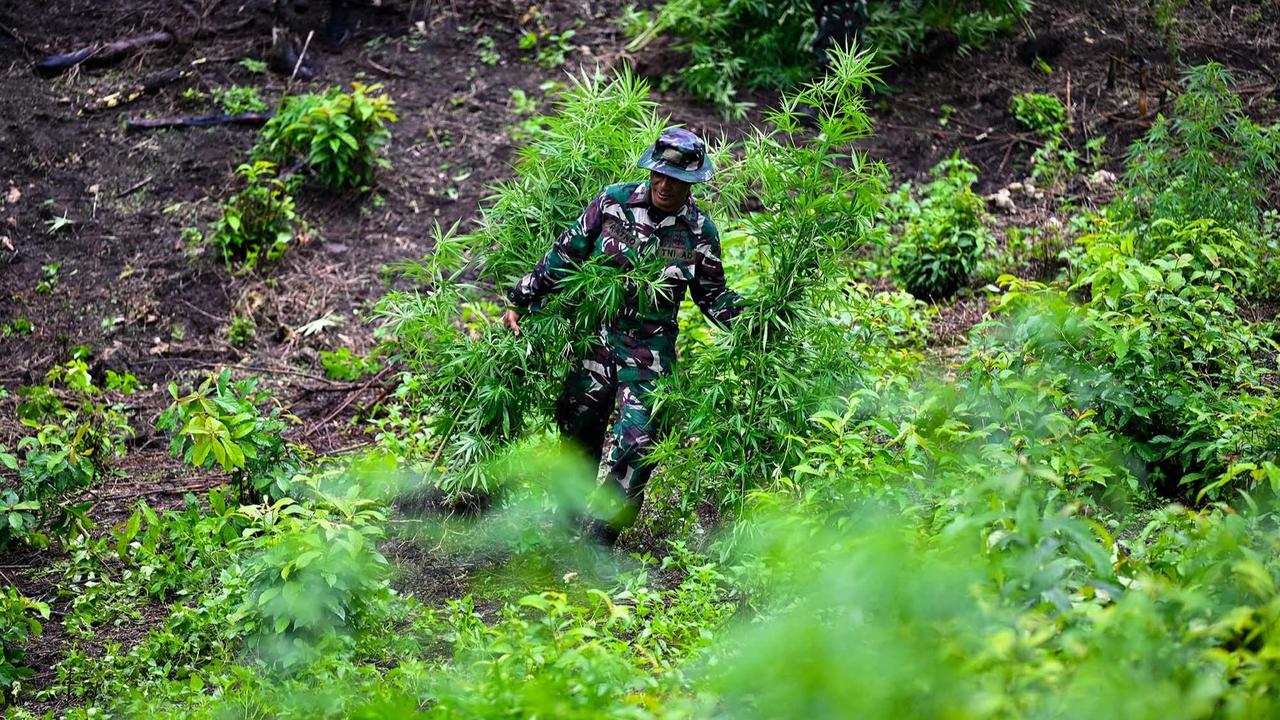 FOTO: TNI AD Bongkar Ladang Ganja di Pegunungan Aceh Besar