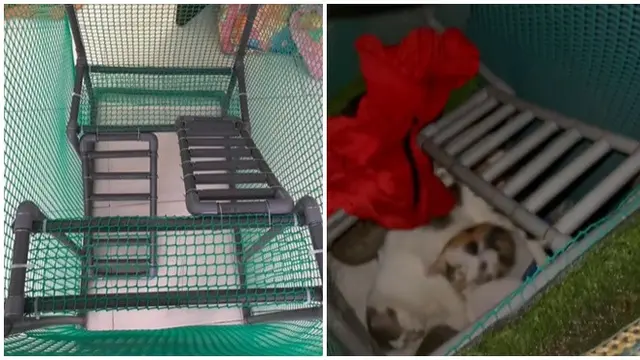 Aksi Heroik Ojol Selamatkan Kucing saat Banjir Ini Tuai Apresiasi Warganet