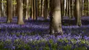 Bunga-bunga bluebell liar, yang mekar sekitar pertengahan April mengubah hutan menjadi hamparan biru seperti karpet di Hallerbos, juga dikenal sebagai "Hutan Biru", dekat kota Halle, Belgia, Rabu (15/4/2020). Tahun ini keindahan hamparan bunga itu ditutup karena pandemi Covid-19. (JOHN THYS/AFP)