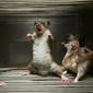 Ilustrasi tikus di rumah. Foto: Homeremedyhacks