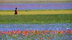 Seorang turis berjalan di tengah-tengah bunga yang sedang mekar dan ladang lentil di Castelluccio, sebuah desa kecil di wilayah Umbria, Italia tengah pada 6 Juli 2020. Setiap tahunnya antara Mei dan Juli, ribuan varietas bunga liar bermekaran dan menjadi daya tarik wisatawan. (Tiziana FABI / AFP)