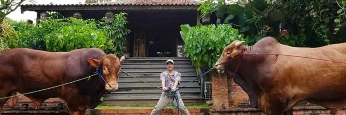 Jelang Idul Adha 2025, Irfan Hakim dan Ayu Ting Ting Siapkan Qurban Sapi Jumbo Lagi?