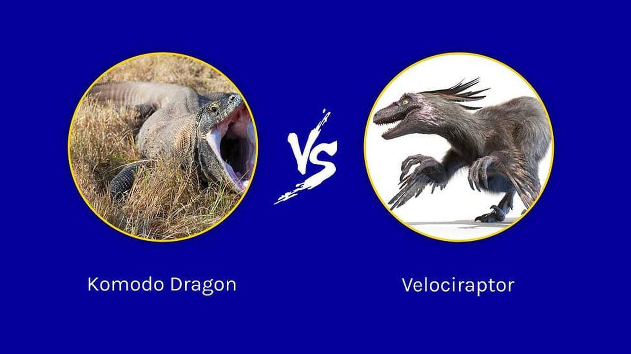 1. Perbandingan Kekuatan Alami Komodo dan Velociraptor<br>