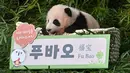Anak panda Fu Bao yang lahir 107 hari lalu di Korea Selatan, difoto saat upacara untuk mengungkapkan namanya di Taman Hiburan dan Hewan Everland di Yongin pada Rabu (4/11/2020). Fu Bao adalah bayi panda pertama yang lahir di Korsel dan merupakan peristiwa langka.  (Jung Yeon-je / AFP)