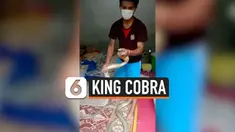 King Cobra