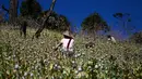Petani bekerja di sebuah ladang opium di Hopong, Shan, Myanmar, Minggu (3/2). Budidaya opium di Myanmar mengalami penurunan pada wilayah yang relatif aman. (Ye Aung THU/AFP)