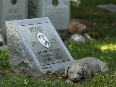 Sebuah nisan anjing untuk "Moses" terlihat di Memorial Park in Aspen Hill, Maryland, 25 Agustus 2015. Didirikan sejak tahun 1921, lebih dari 50.000 hewan dimakamkan di tempat ini. (REUTERS/Gary Cameron)