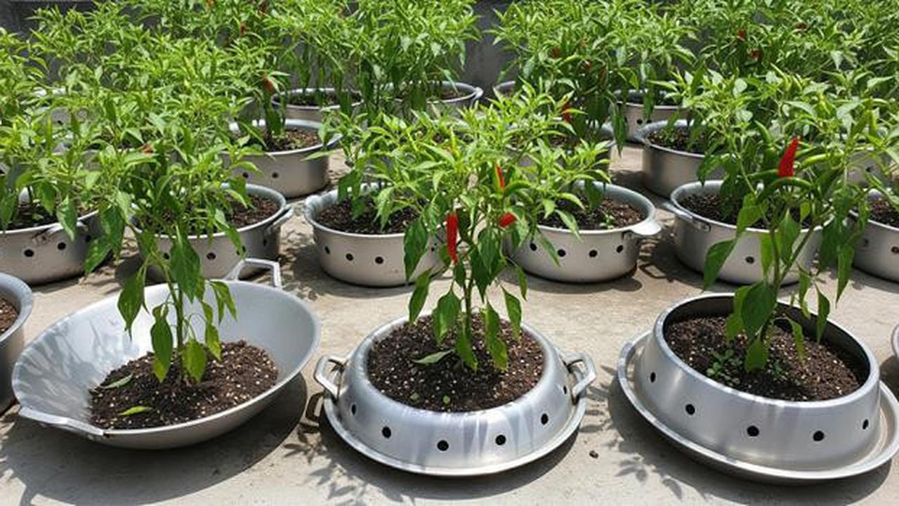 9 Inspirasi Kebun Cabai Rawit dari Wadah Bekas Dapur, Hemat dan Ramah Lingkungan