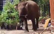 Detik-Detik Menegangkan Pawang Tertimpa Gajah di Lembang Park & Zoo