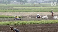 Petani memanen sayuran di Tangerang, Banten, Kamis (8/7/2021). Program Kredit Usaha Rakyat (KUR) sektor pertanian dirasakan manfaatnya oleh petani. (Liputan6.con/Angga Yuniar)