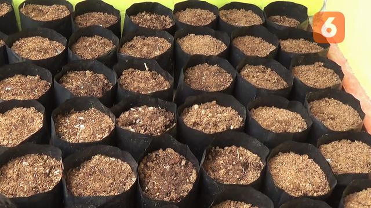 Polybag Gardening untuk Pemula, Panduan Lengkap dari Pembelian Benih Sampai Panen 30 Hari
