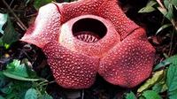 Bunga Rafflesia arnoldii kembali mekar di kawasan hutan lindung Bukit Daun, Kabupaten Kepahiang, Bengkulu. (Liputan6.com/Yuliardi Hardjo Putra)