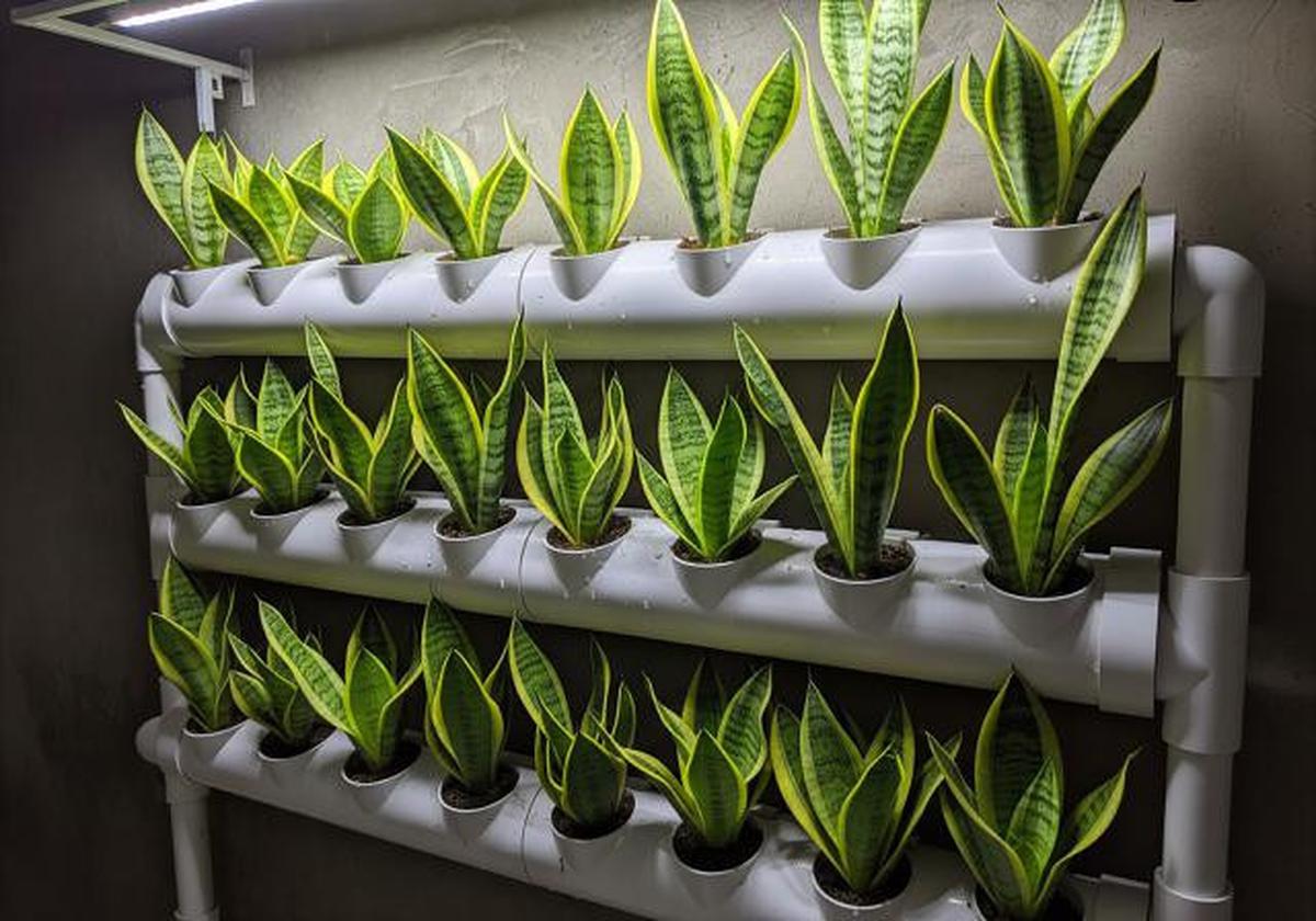 8 Tanaman Paling Tahan Panas untuk Kebun Vertikal PVC, Cocok Rumah Sempit Minim Cahaya