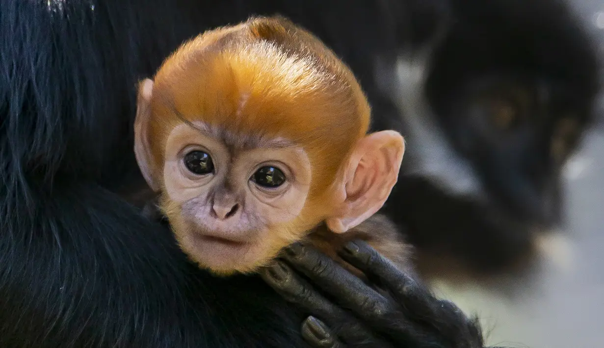 Salah satu bayi monyet paling langka di dunia telah lahir di Kebun Binatang Taronga, Sydney. (Rick Stevens / TARONGA ZOO / AFP)