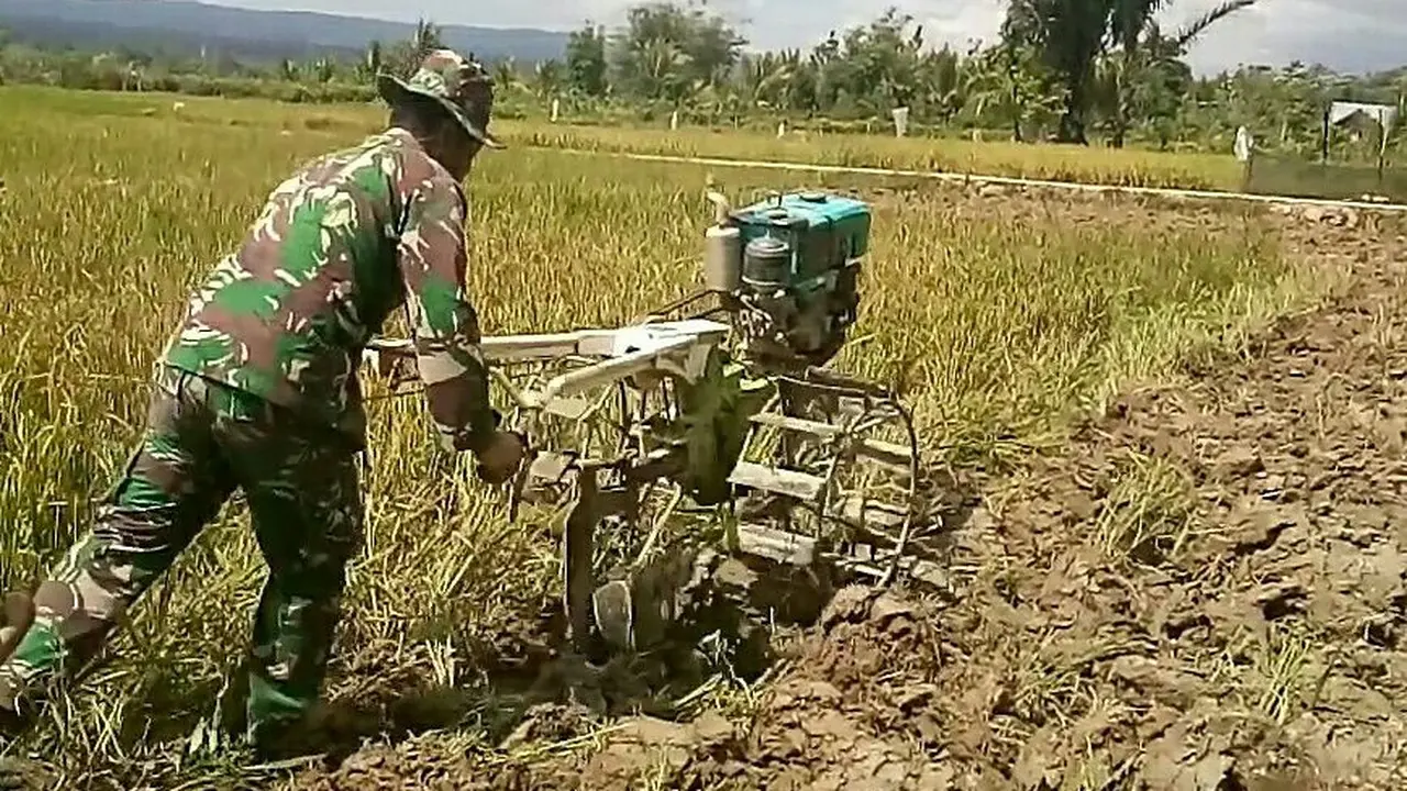 Aksi Sertu Yonathan, anggota Babinsa TNI Kodim 1412/Kolaka membantu warga membajak sawah.(doc.Liputan6.com)