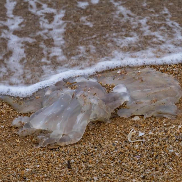 910 Gambar Hewan Laut Apa Yang Biasanya Menjadi Motif Baju Pantai Gratis