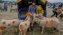 Pedagang menjual domba untuk kurban Idul Adha yang diwarnai di Srinagar, Kashmir (30/8). Hewan kurban tersebut diberi warna untuk menarik para pembeli. (AP Photo/Dar Yasin)