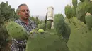 Ayman Ibrewish mengumpulkan buah pir berduri dari ladangnya di Desa al-Simiya, dekat Kota Hebron, Tepi Barat, Palestina, Selasa (4/8/2020). (HAZEM BADER/AFP)