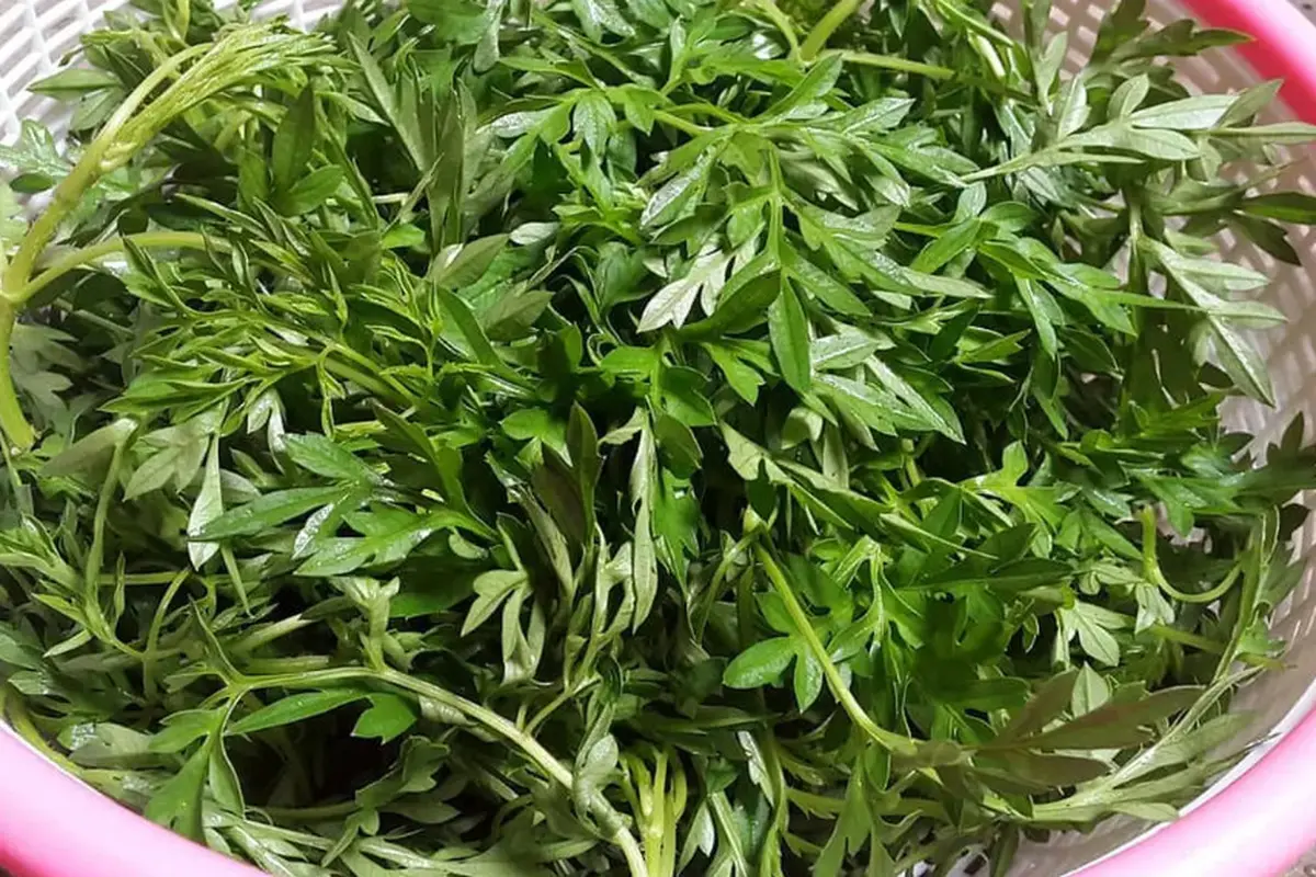 Cara merebus daun kenikir