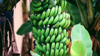 Aneh tapi Nyata, Pohon Pisang Berhasil Berbuah di Seoul Korea Selatan