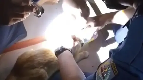 Cerita Petugas Damkar Lepaskan Kepala Kucing Nyangkut Kaleng Makanan