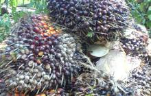 AALI dapat pinjaman USD 50 juta