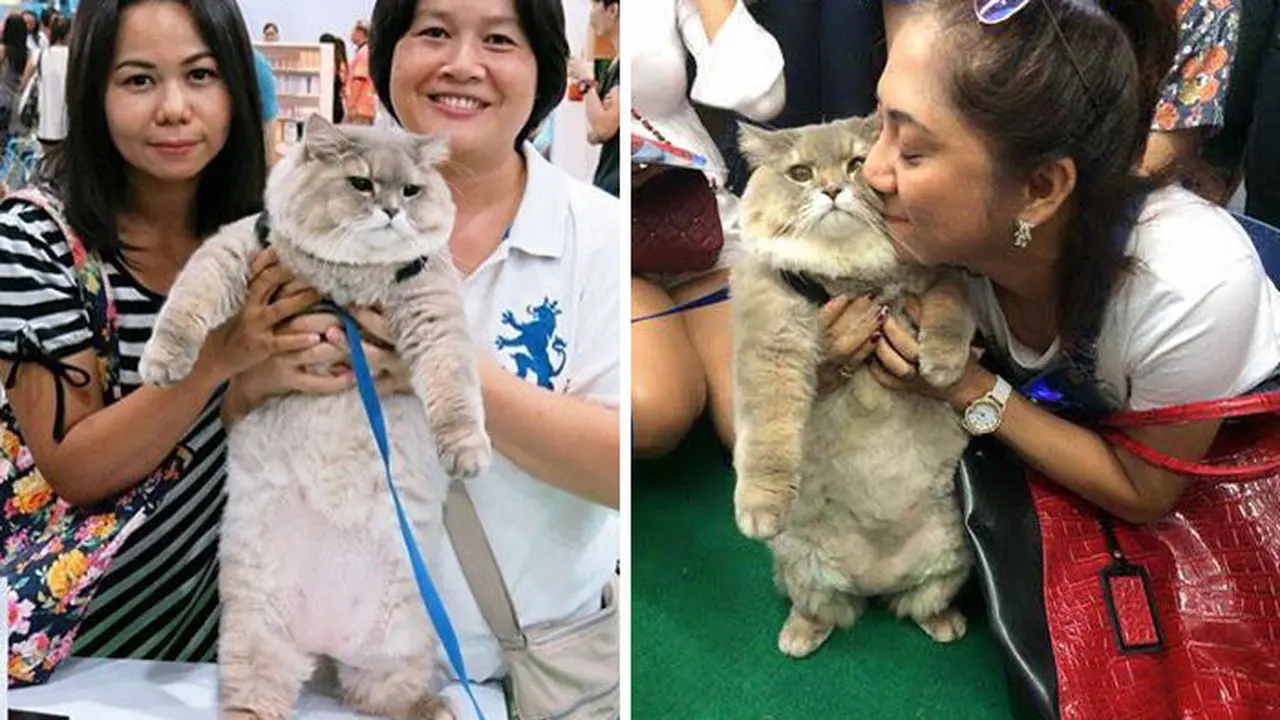 [Bintang] Bone-bone, Kucing yang Bikin Siapa Saja Ingin Selfie Bareng