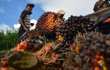 Harga TBS Kelapa Sawit Sumbar Periode Awal Desember 2025 Naik Signifikan