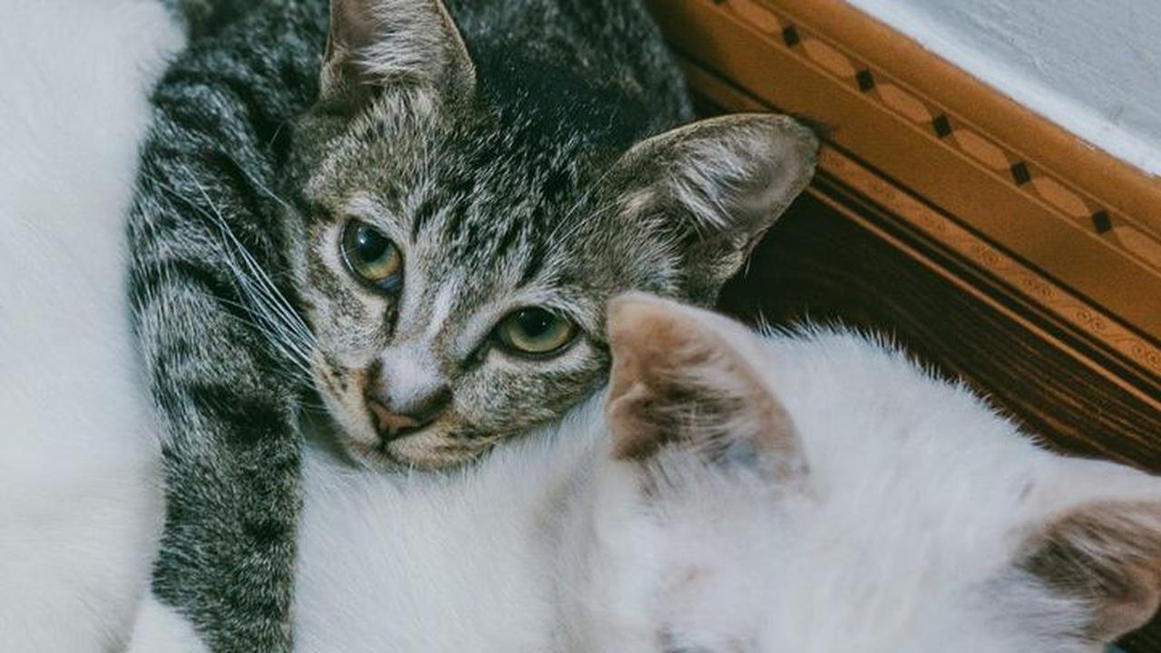 Beri Sampo Kucing <br>