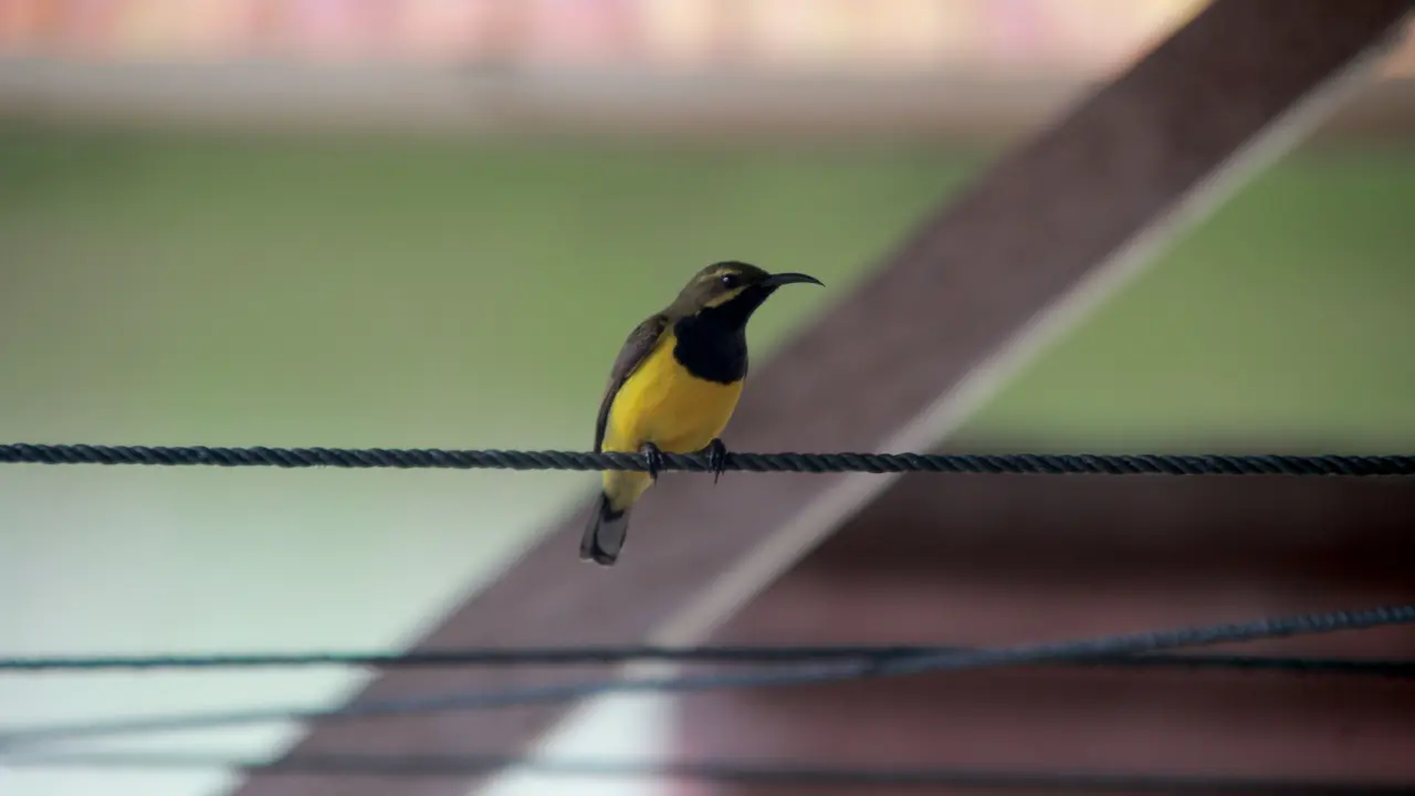 Burung Madu Sriganti