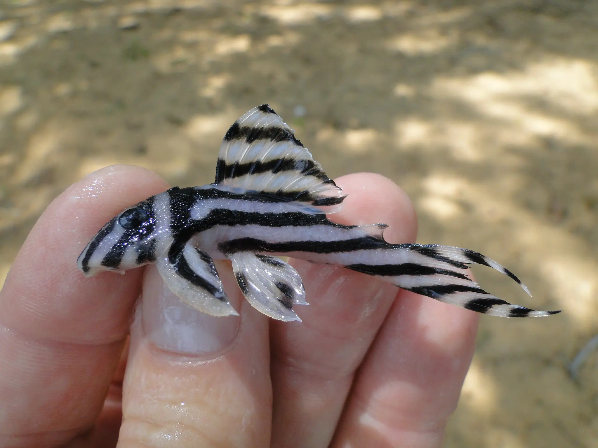 Mau Punya Hewan Peliharaan? Coba Deh Pelihara Ikan Sapu-sapu. (Foto: aglifesciences.tamu.edu)