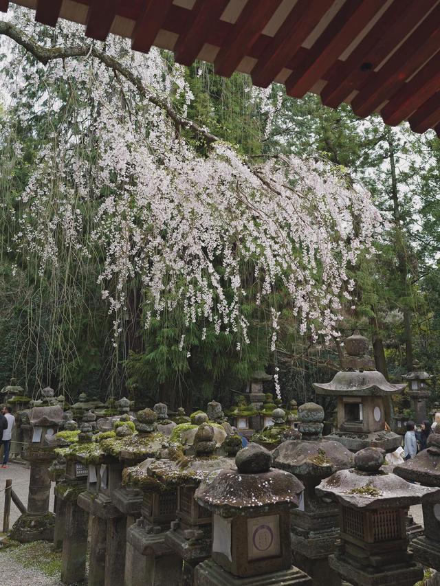 7 Potret Seru Anya Geraldine Main Bareng Rusa di Kota Nara