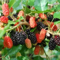 Foto tanaman buah murbei atau mulberry (Sumber: Pinterest/Shopify)