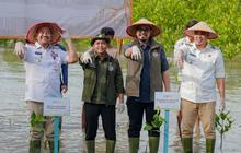 Target Ambisius 2025: Tahukah Anda, Rehabilitasi Mangrove Pulihkan Bekas Tambang?
